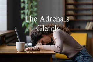 The Adrenal Glands<br> Essential to understand and support