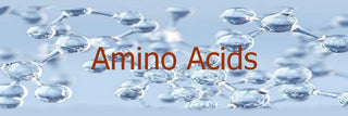 🌱 Amino Acids<br> The Foundation of Life Itself
