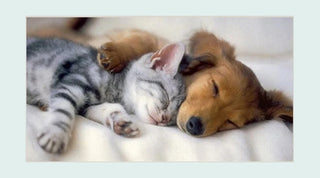 Homeopathy For Cats And Dogs