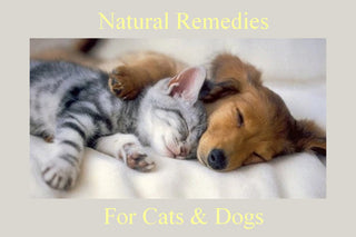 Cats and Dogs: Herbal Effective Natural Remedies