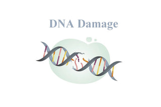 Anti-Aging: DNA Repair