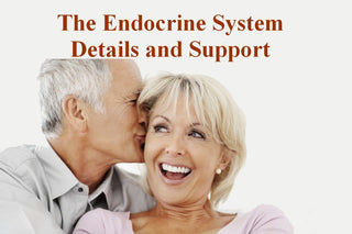 Endocrine componants explanation and support