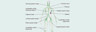 Lymphatic Congestion
