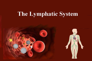The Lymphatic System