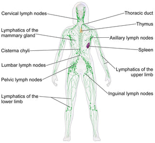 Lymphatic Congestion