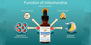 Mitochondria: Amazing Energy factories