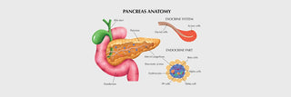 The Pancreas<br>Digestive Process & Blood Sugar Control