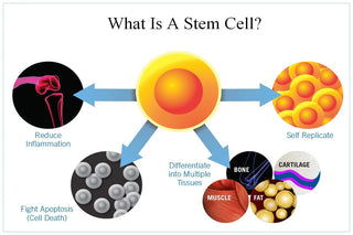 Stem Cell