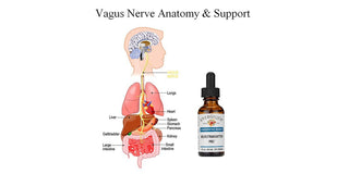 Possibly the missing link to better health<br> The Vagus Nerve