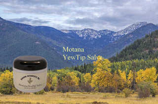 MONTANA YEWTIP TAXANES