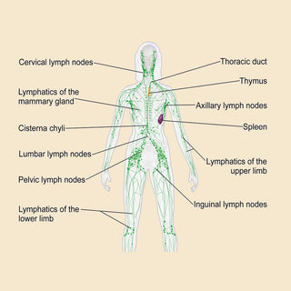 Lymphatic System - Infections - Antibodies