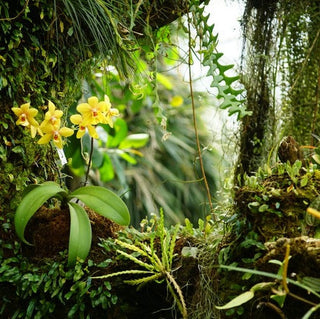 Energique Rain Forest Formula