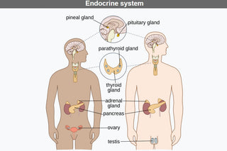 Endocrine system support