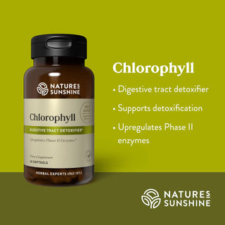 Chlorophyll <br>Promotes intestinal, digestive and immune health.
