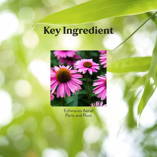 Echinacea Purpurea<br>Unfriendly environment for bacterial invaders