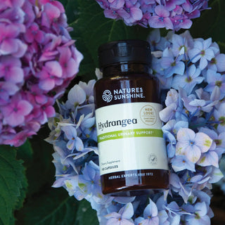 Hydrangea <br>Traditionally supports the urinary system