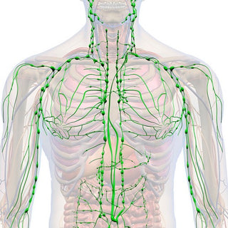 Lymphatic Drainage Herbal Combinations from Energique