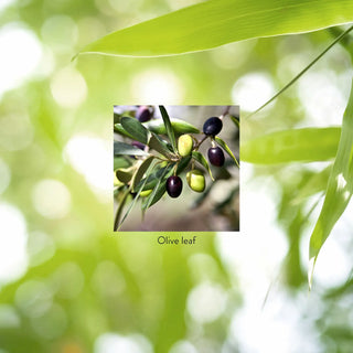 Olive Leaf Conc.<br>Blood sugar, blood pressure, cardiovascular health